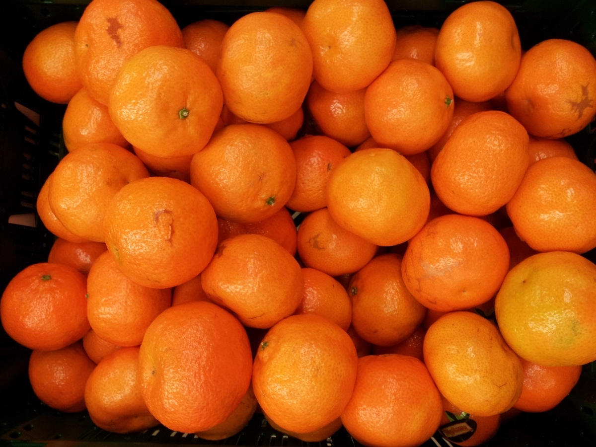 Cultivation of clemenules, a variety of clementine with an exquisite taste