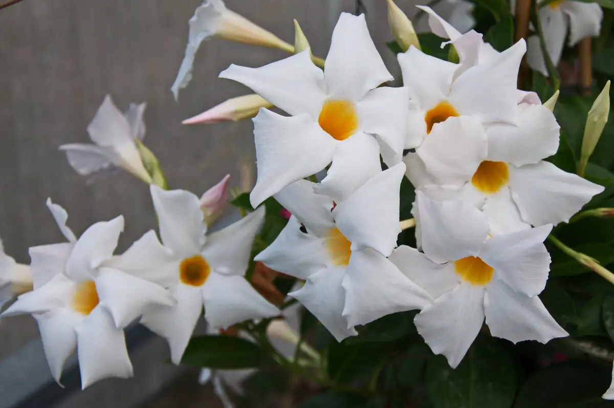 10 flowering vines to beautify your home