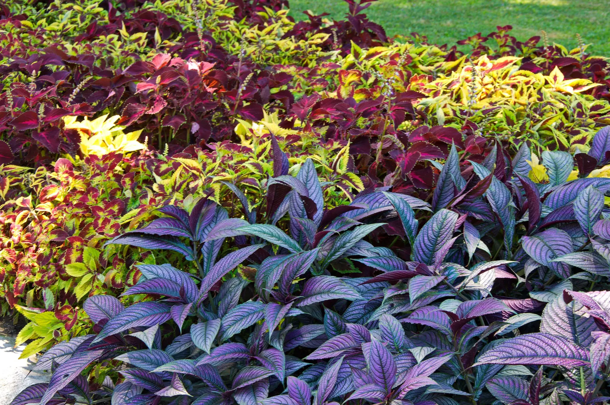 10 small plants with striking leaves that are easy to care for