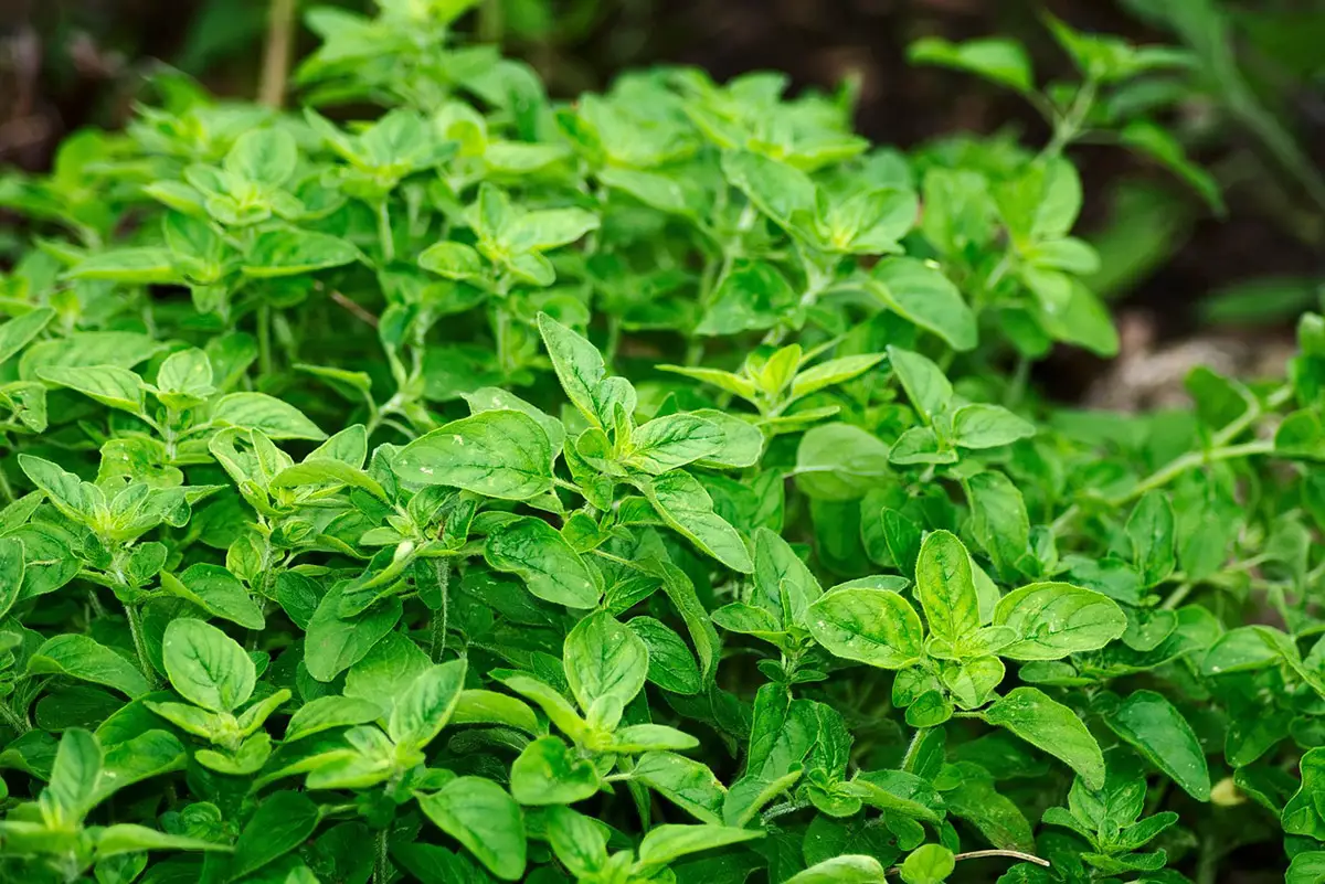 When to collect oregano and how to do it
