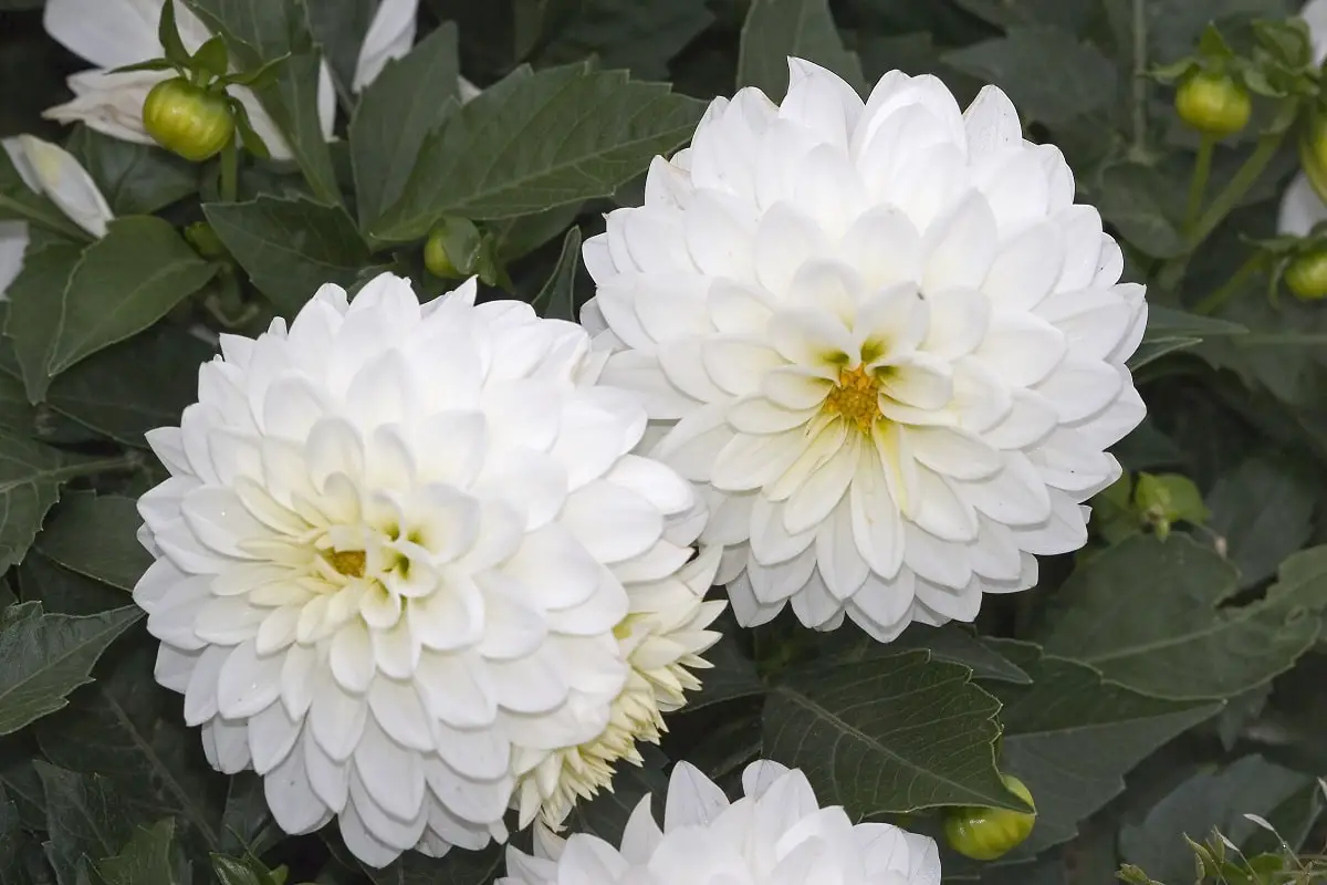 How to care for the white dahlia?  The best tips and tricks