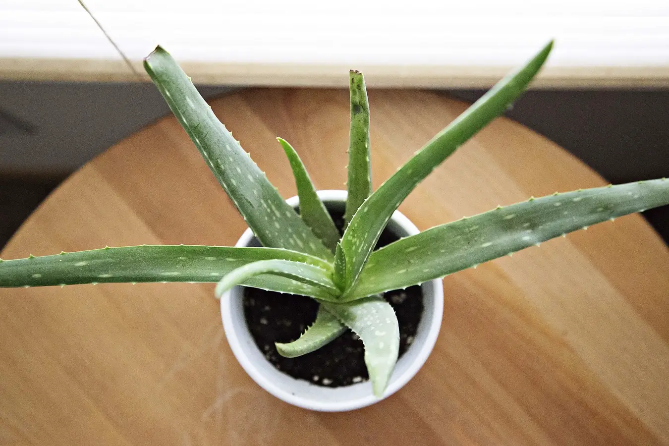 How should the irrigation of Aloe vera be?