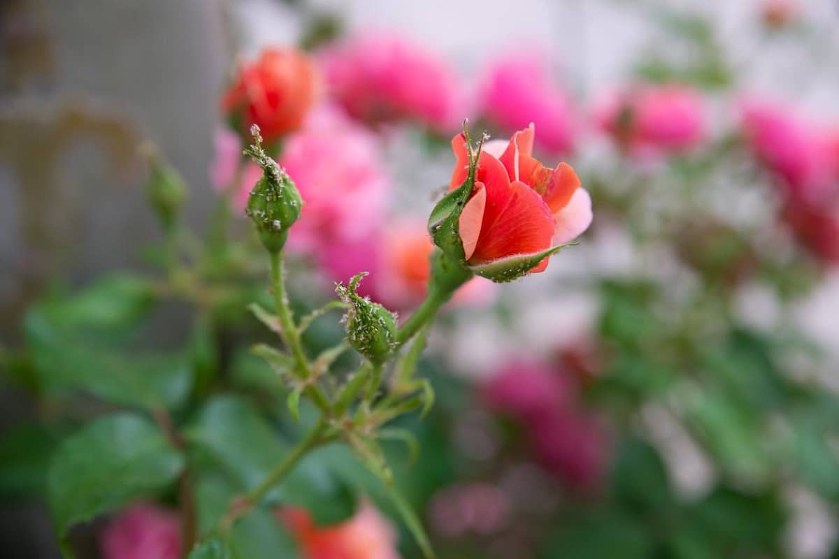 How To Treat Rust On Roses: The Best Tips And Tricks
