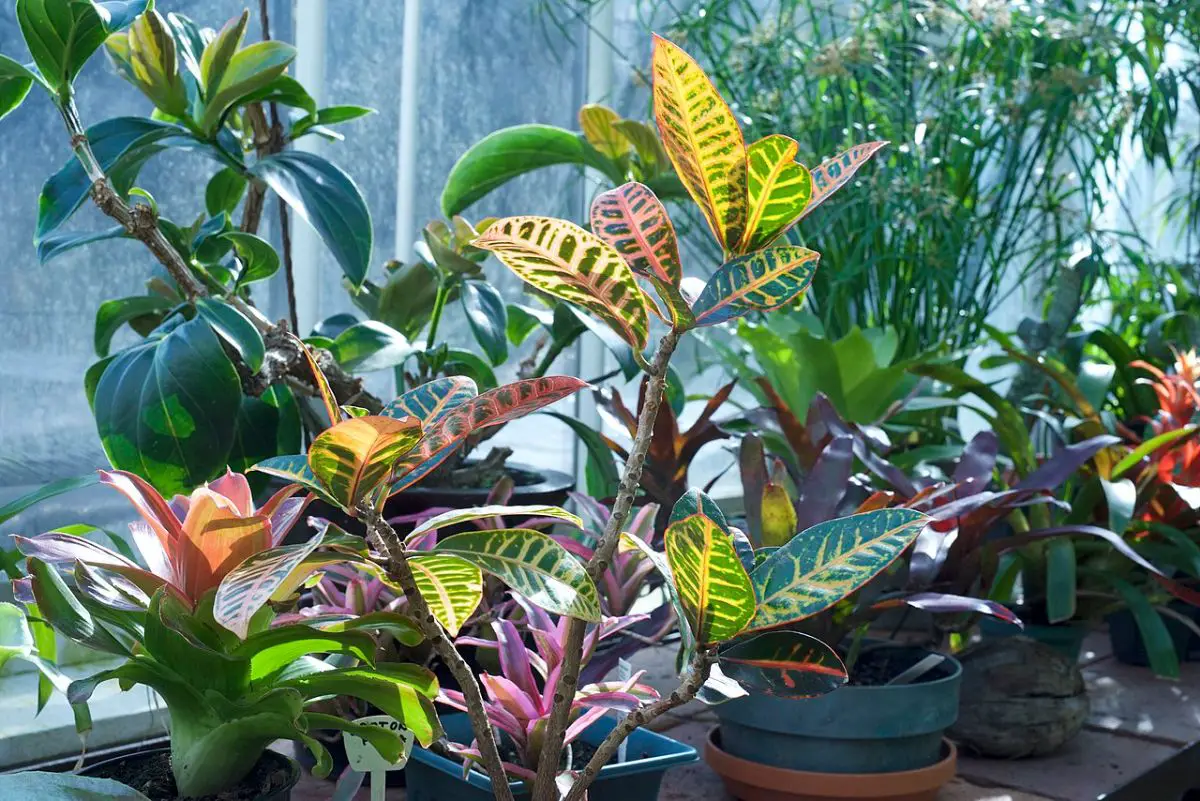 What are the most important cares for the ‘Petra’ croton?