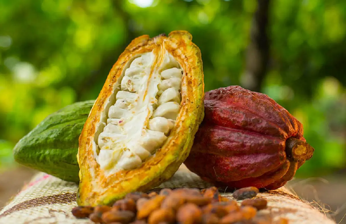 How to grow cocoa: characteristics and requirements