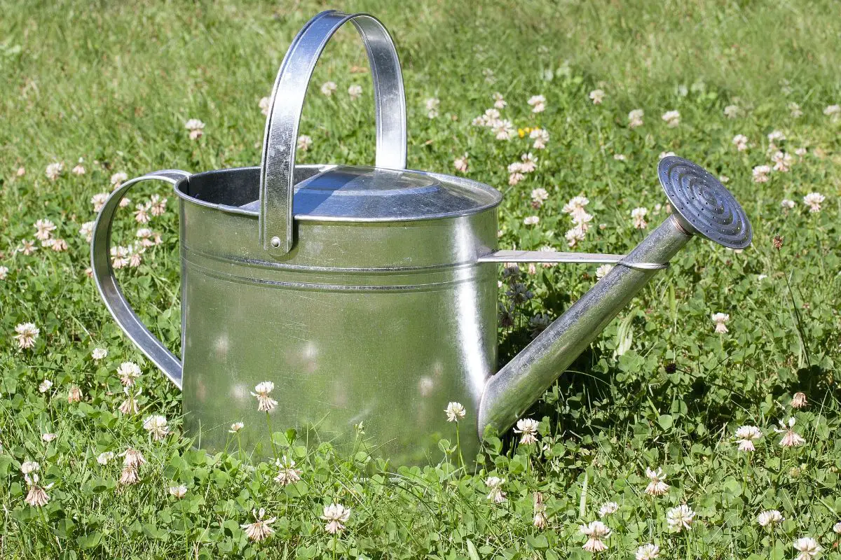Practical guide to choose the best metal watering can