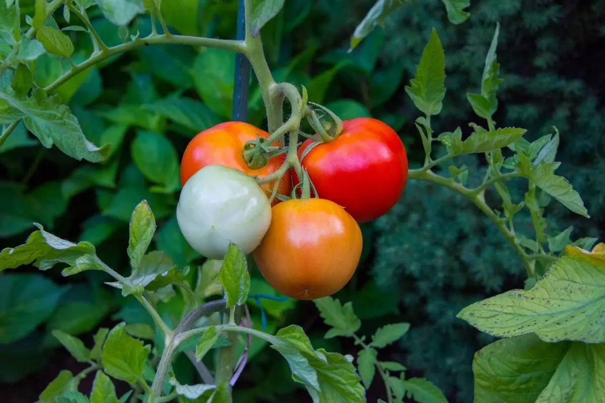 Tomato diseases and their treatment