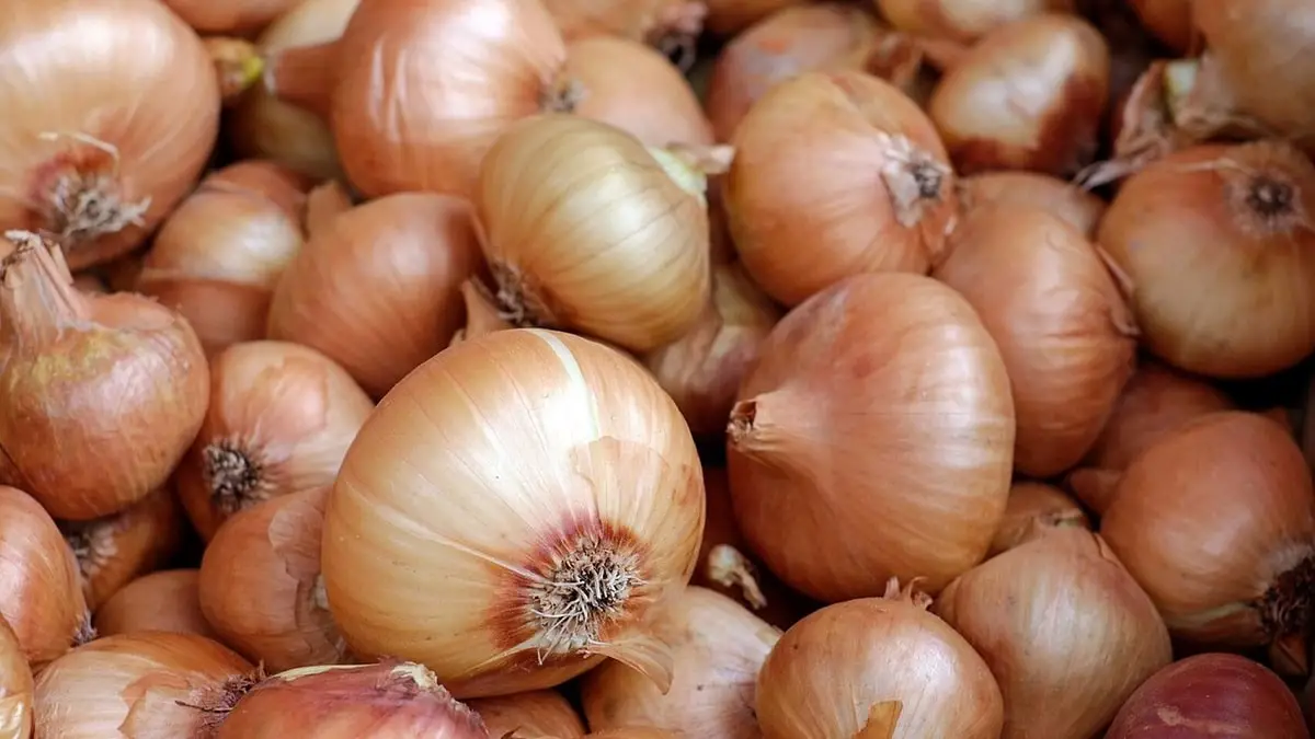 Planting onions: how to do it, tips and factors