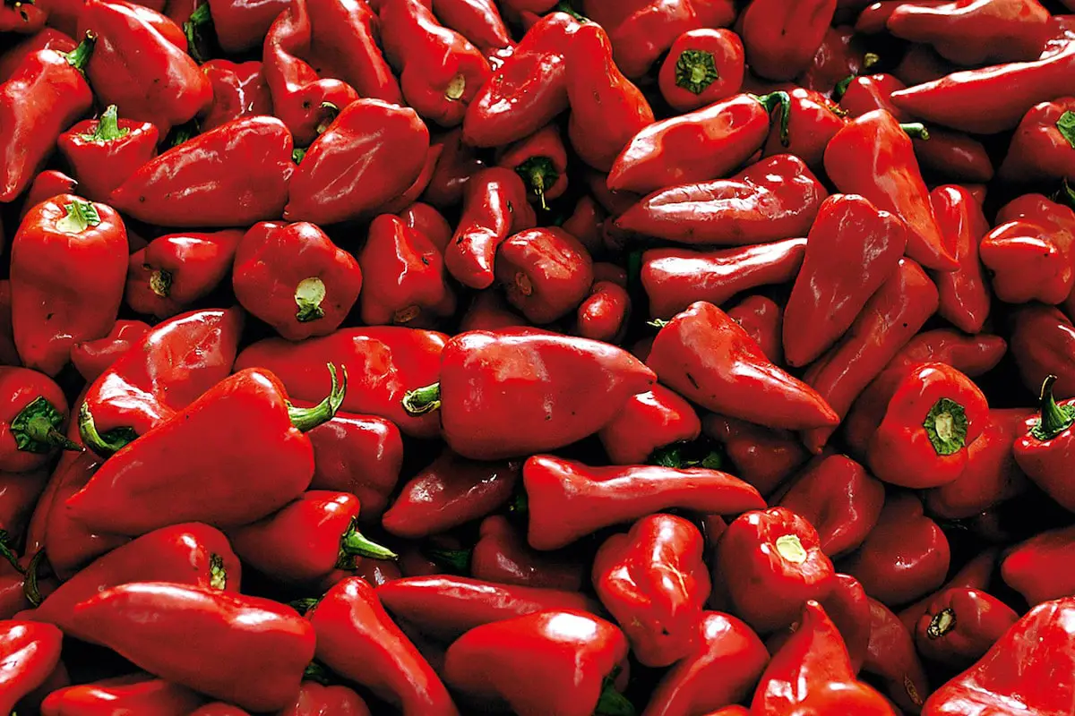 Piquillo peppers: characteristics, cultivation and pests