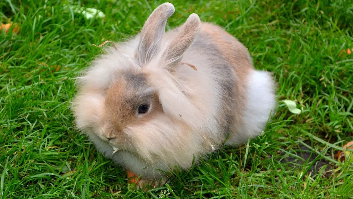Tips to have a rabbit without your garden suffering