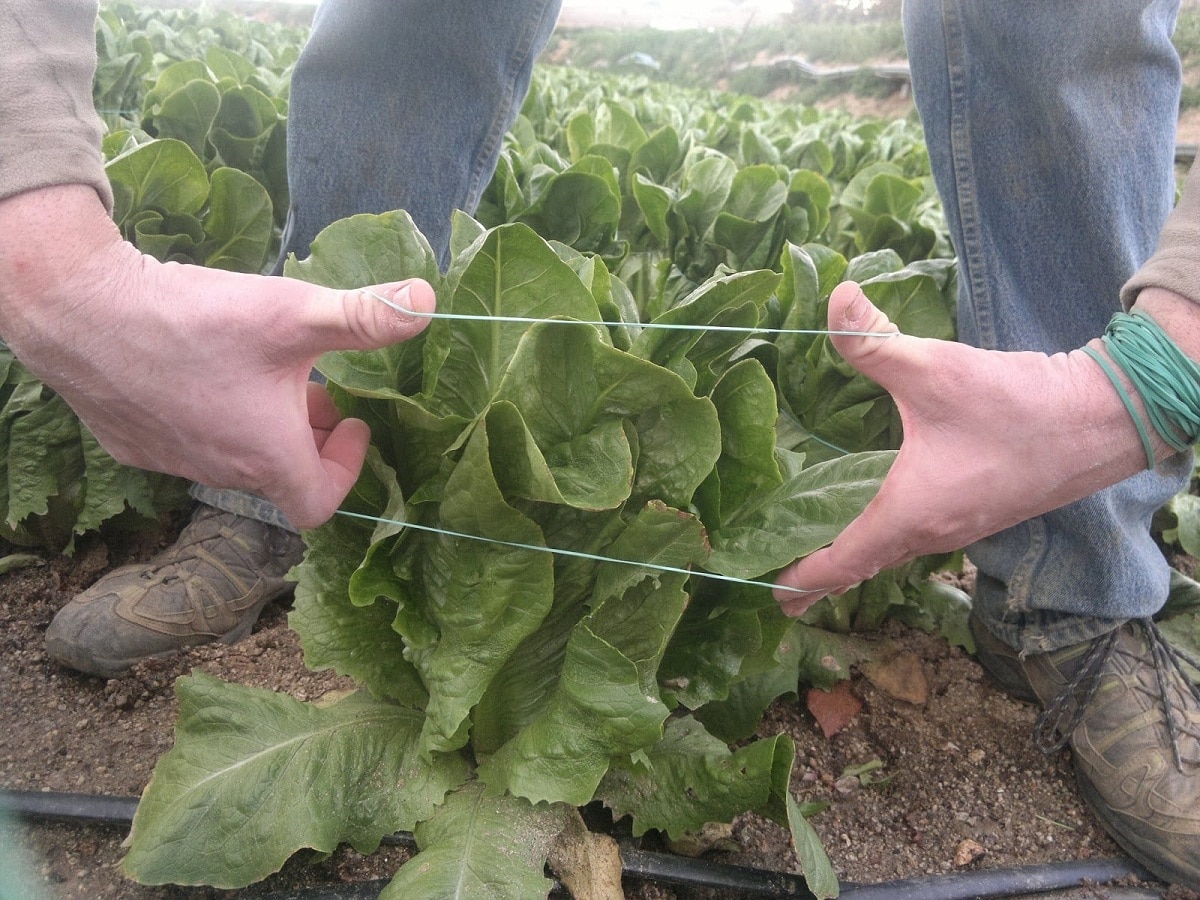 When and how to tie lettuce? The best tips