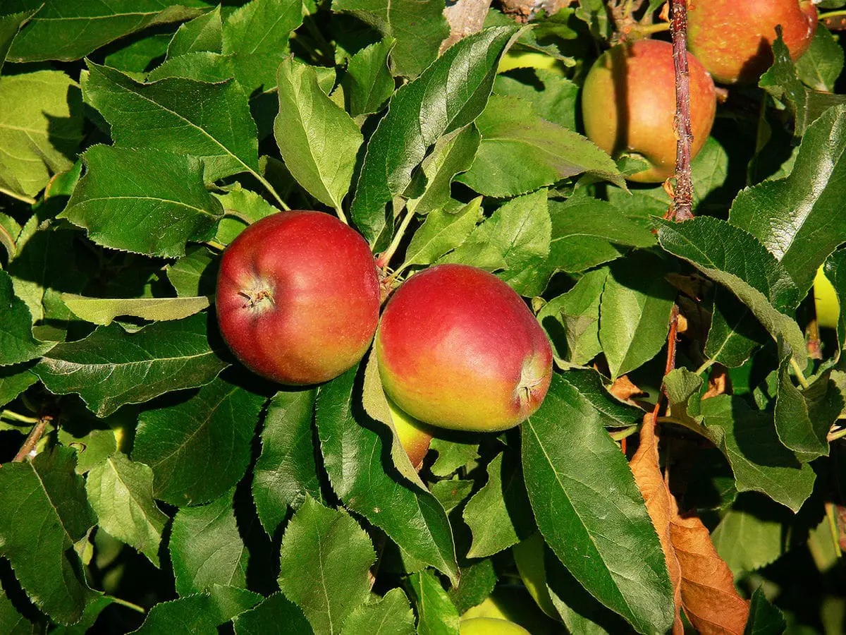 Royal gala apple: characteristics, cultivation and care