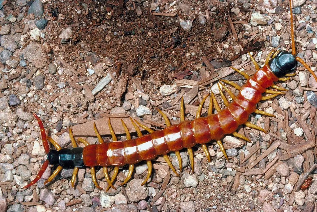 Centipede: Characteristics, Function and Pest Control