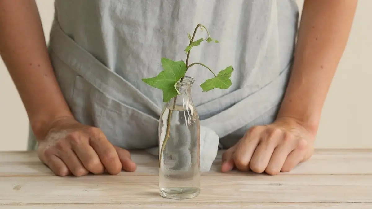 How to make cuttings in water?