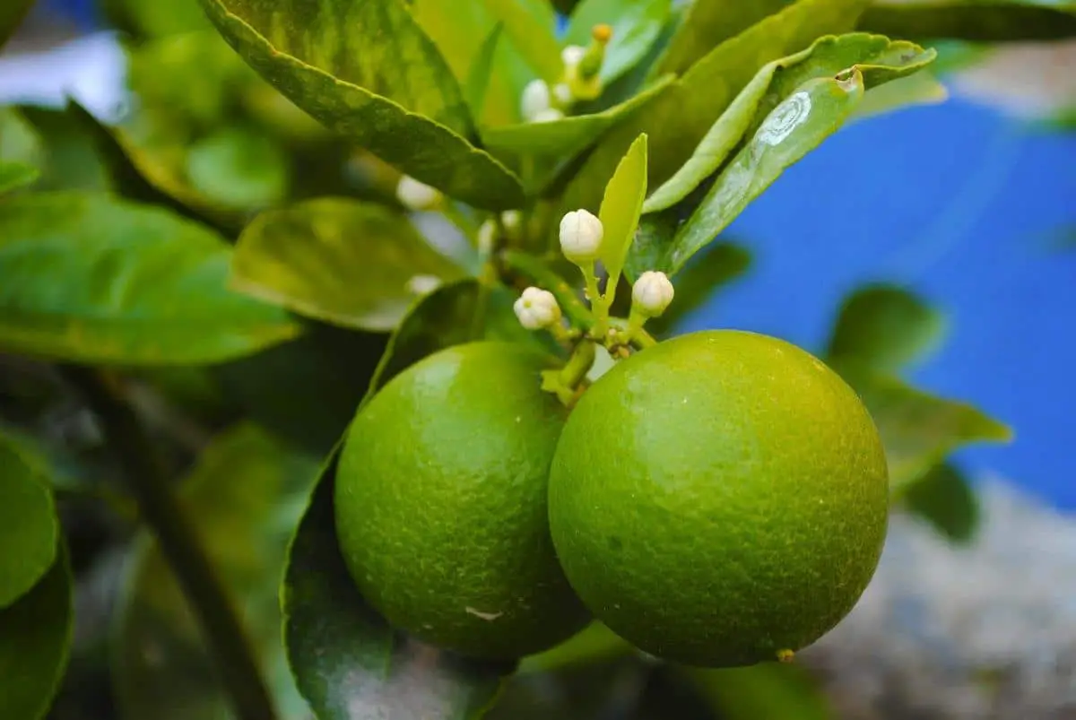 Citrus physiopathies: causes and treatments