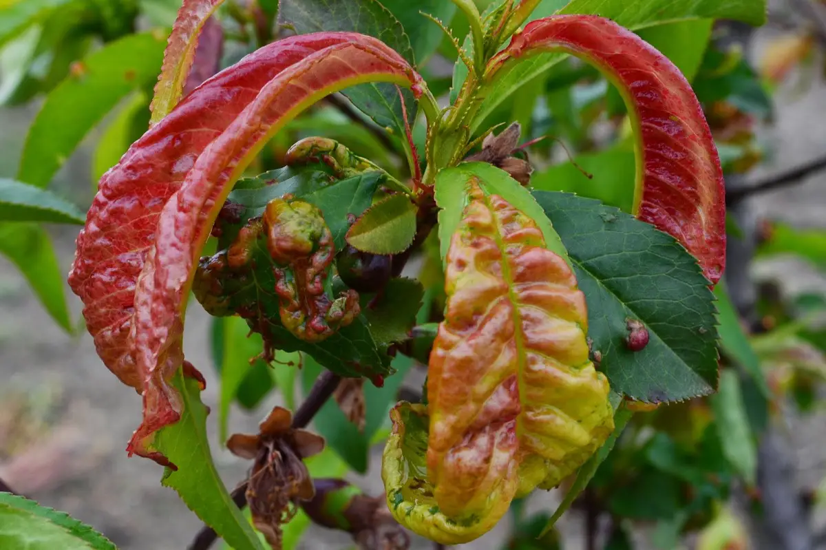 Peach tree leprosy: characteristics, symptoms and treatment