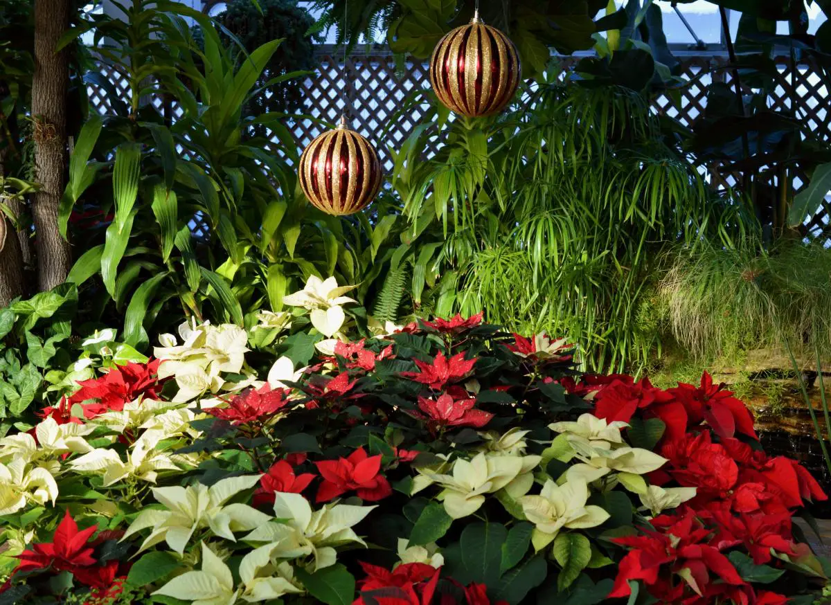 How to decorate the garden at Christmas?