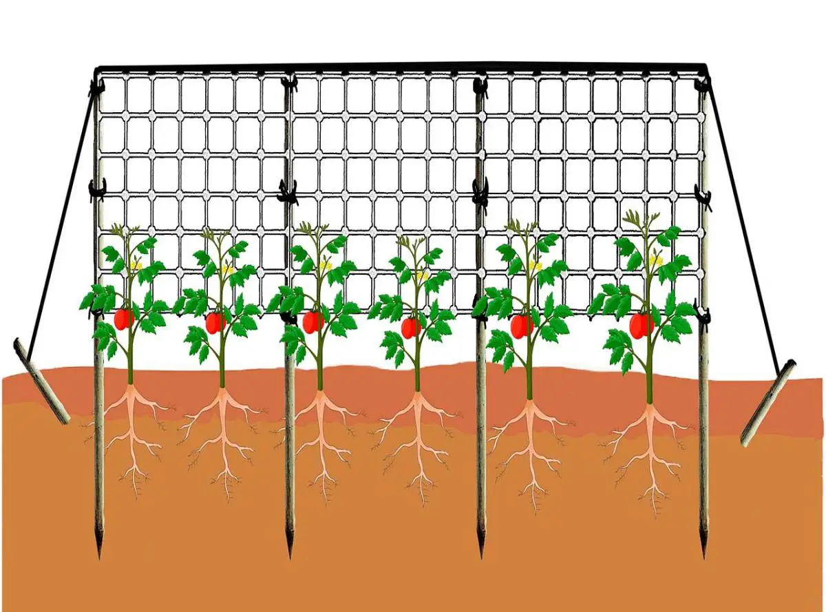What is trellising and what are its advantages?