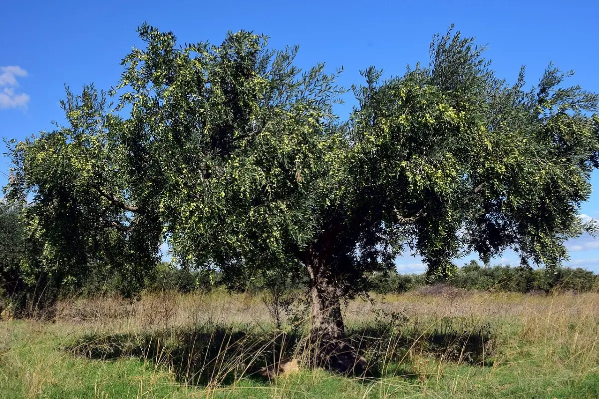 How long does an olive tree take to grow: we tell you what factors affect it