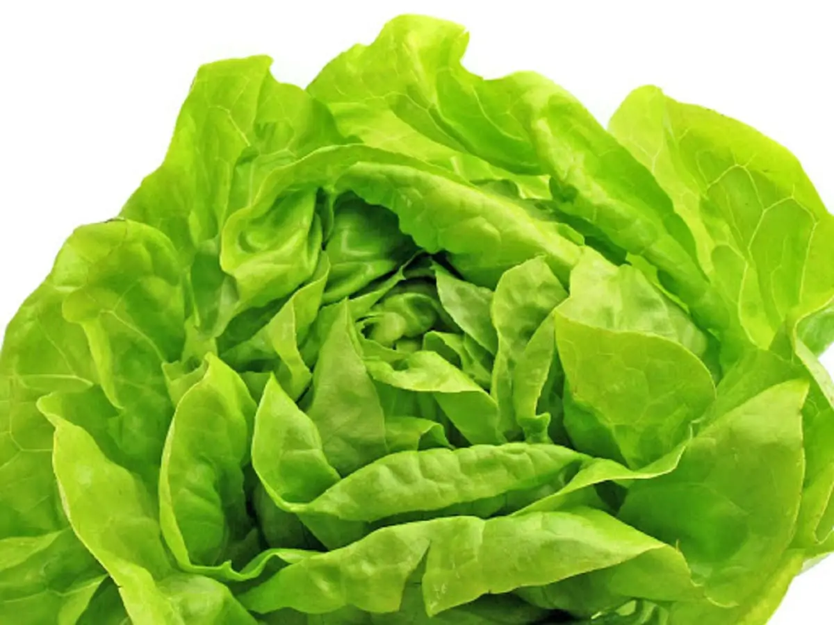 Trocadero lettuce: characteristics, properties, benefits and cultivation