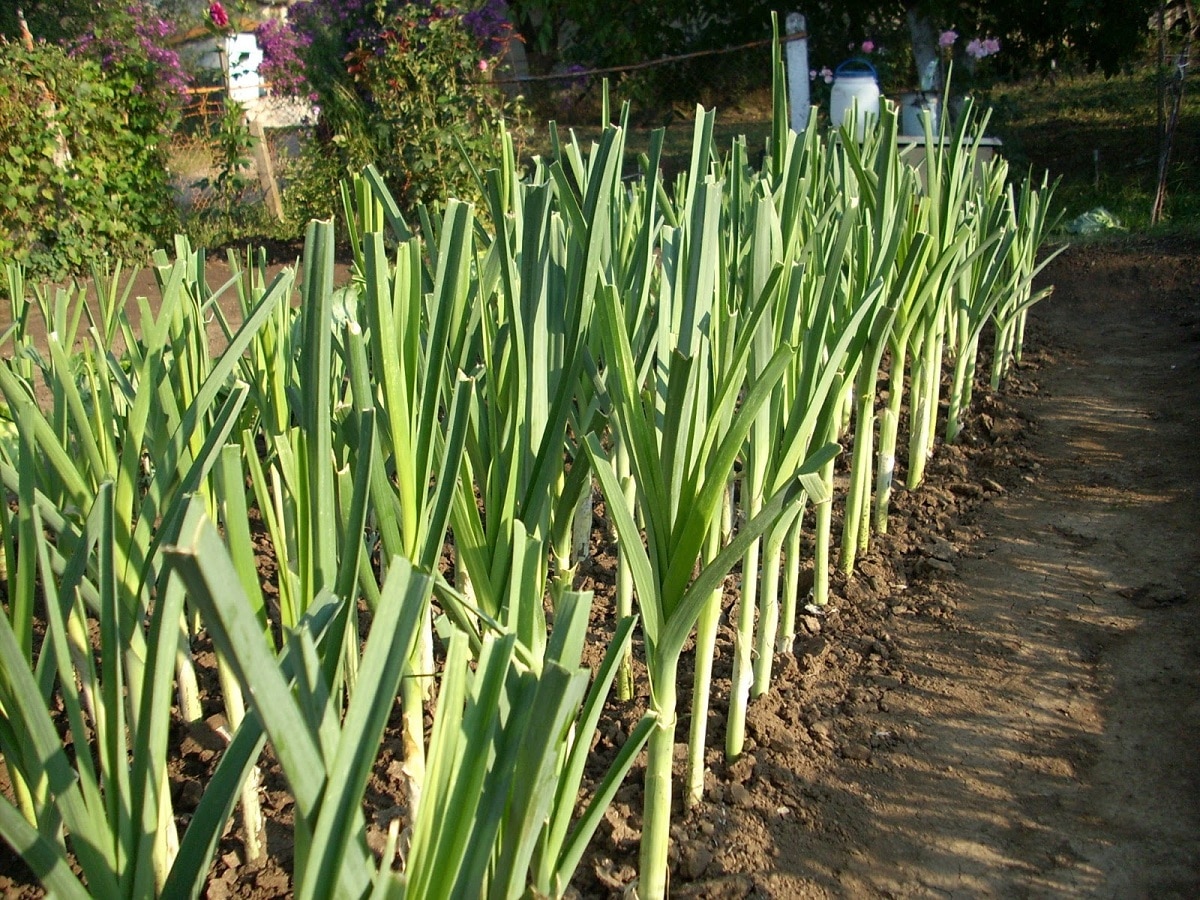 Planting leeks: characteristics, step by step and requirements