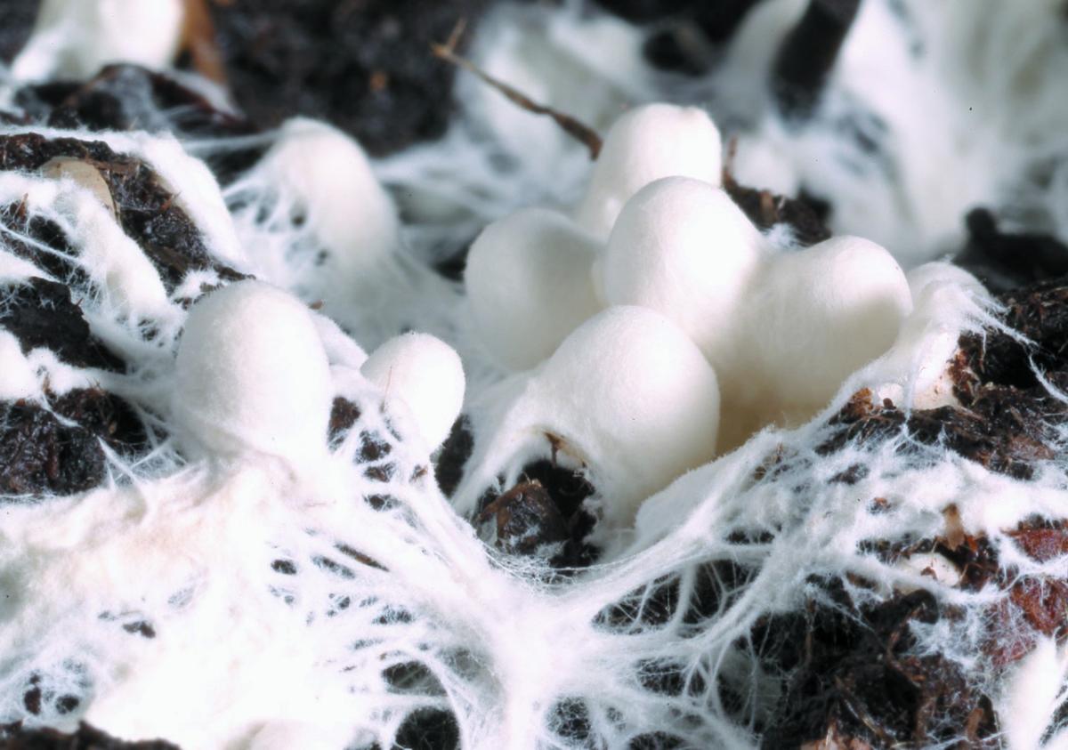 What is mycelium? | Gardening On