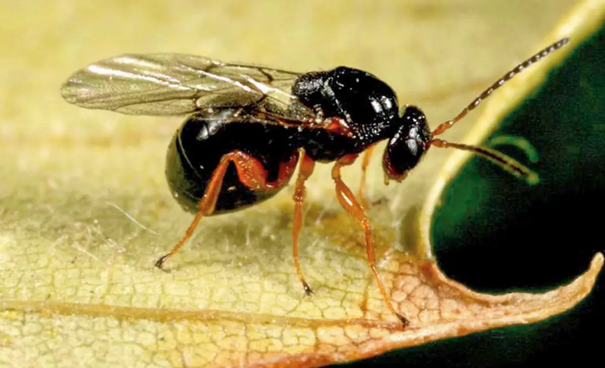 Chestnut wasp: characteristics, biological cycle and treatment