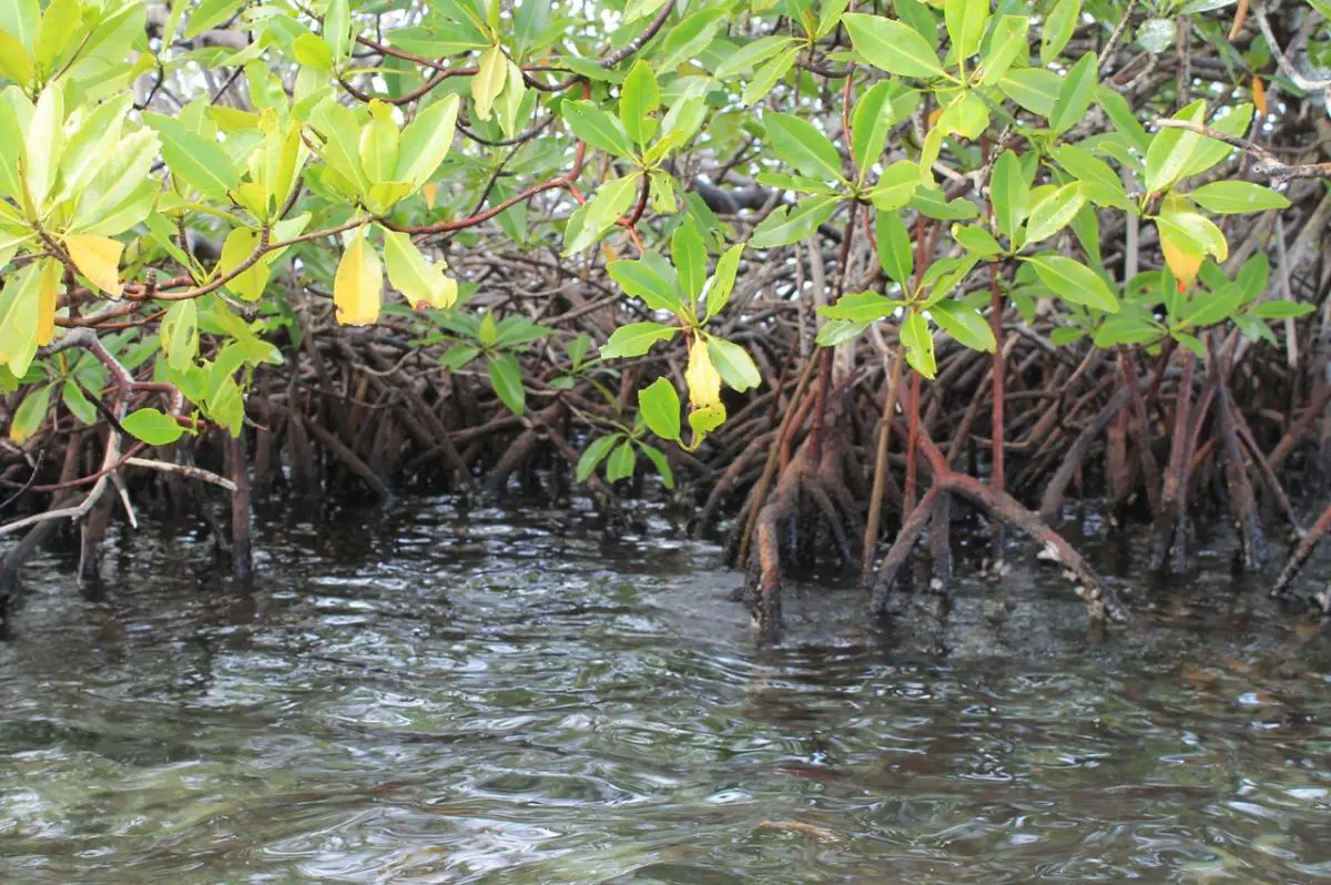 Mangrove: what is it and where is it found?