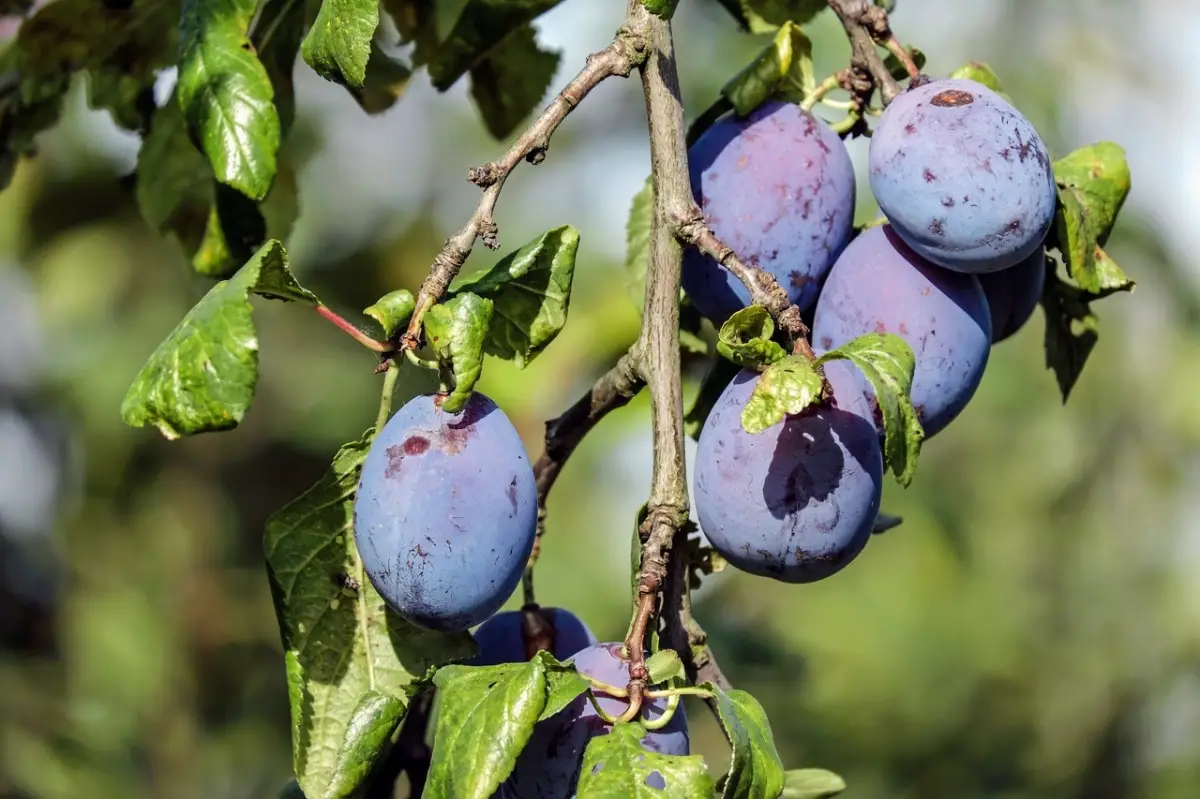When to prune plum trees