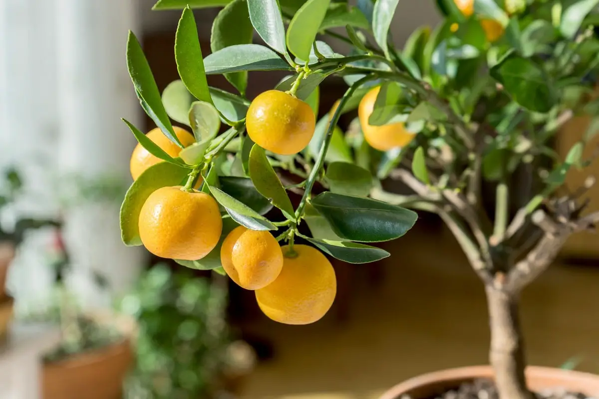 Potted orange tree care | Gardening On