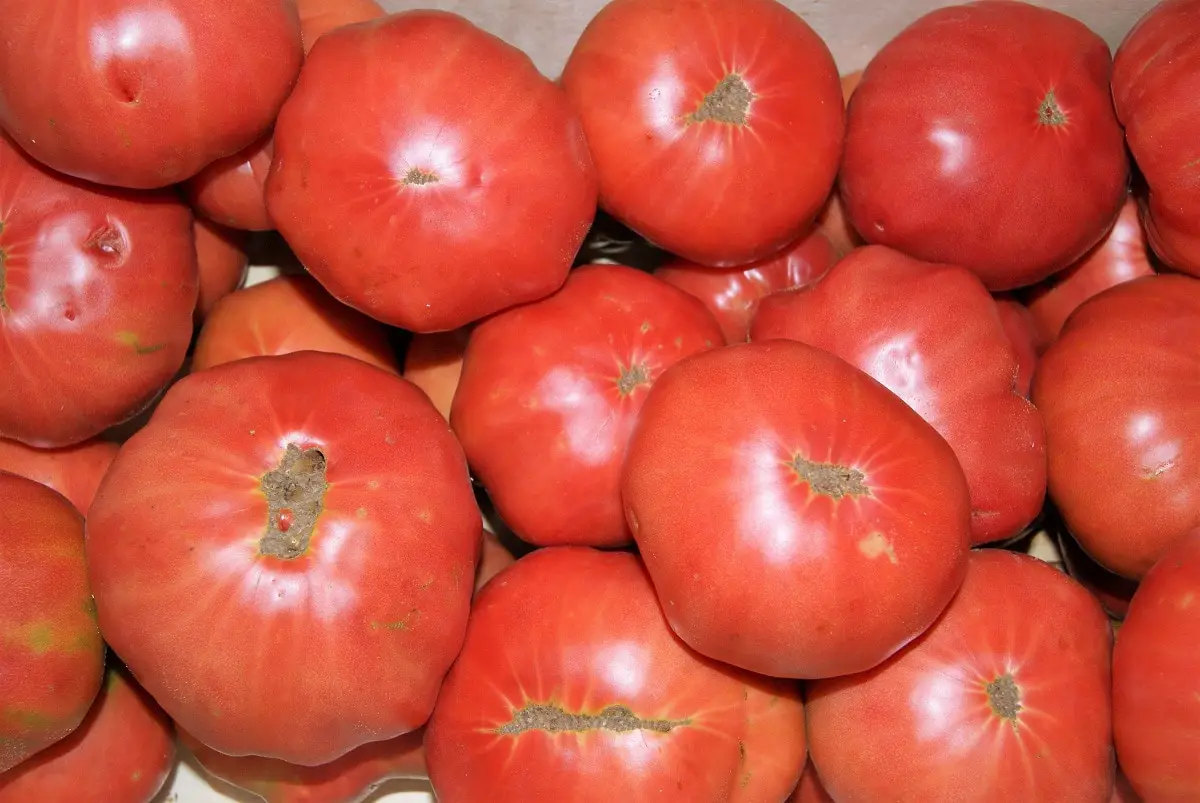 Pink tomato: what is it, characteristics, cultivation and benefits