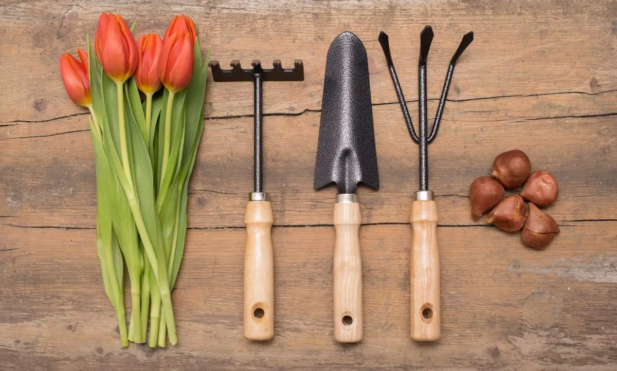 Tips for buying gardening products online on Black Friday