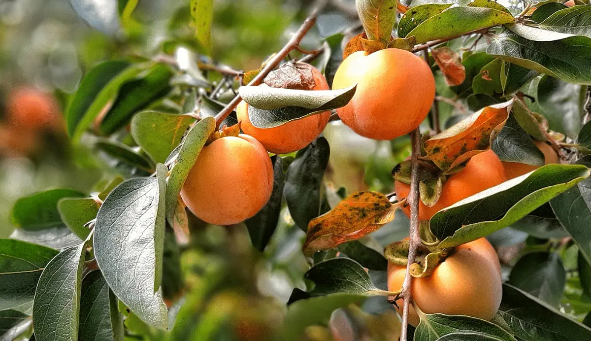 What varieties of persimmons are there?