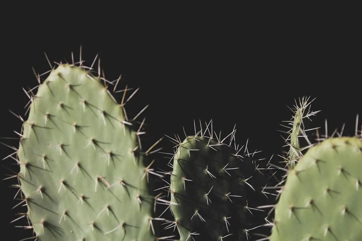 What are the pests of cacti and how are they treated?