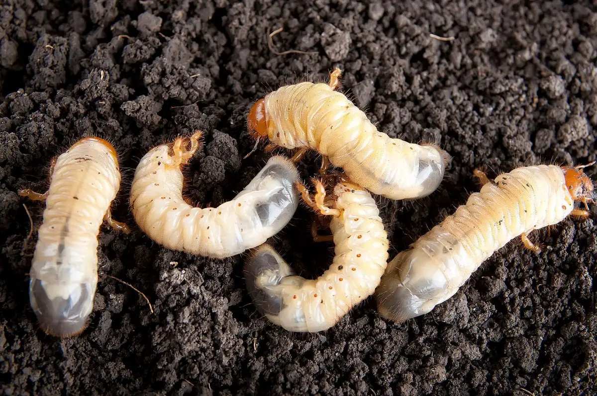 How to recognize and fight the white worm in our garden