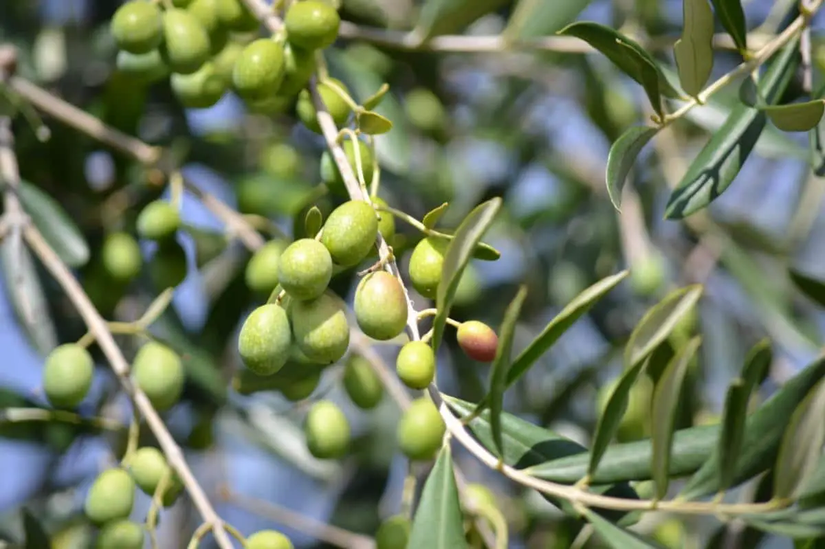 Olive tree pests: symptoms and treatment