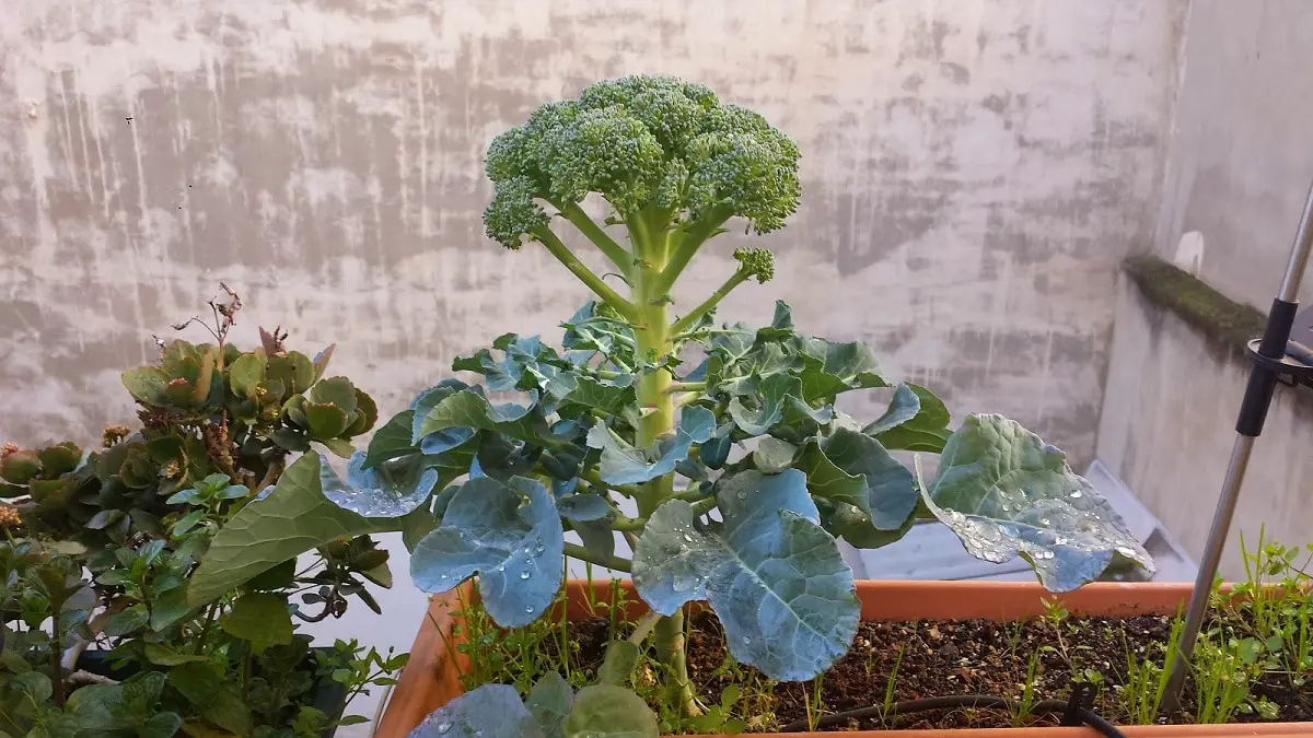 How to plant broccoli: the best tips and requirements