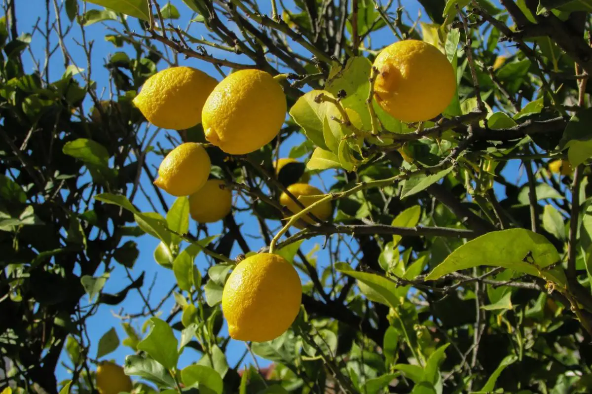 Why is my lemon tree not bearing fruit: causes and solutions