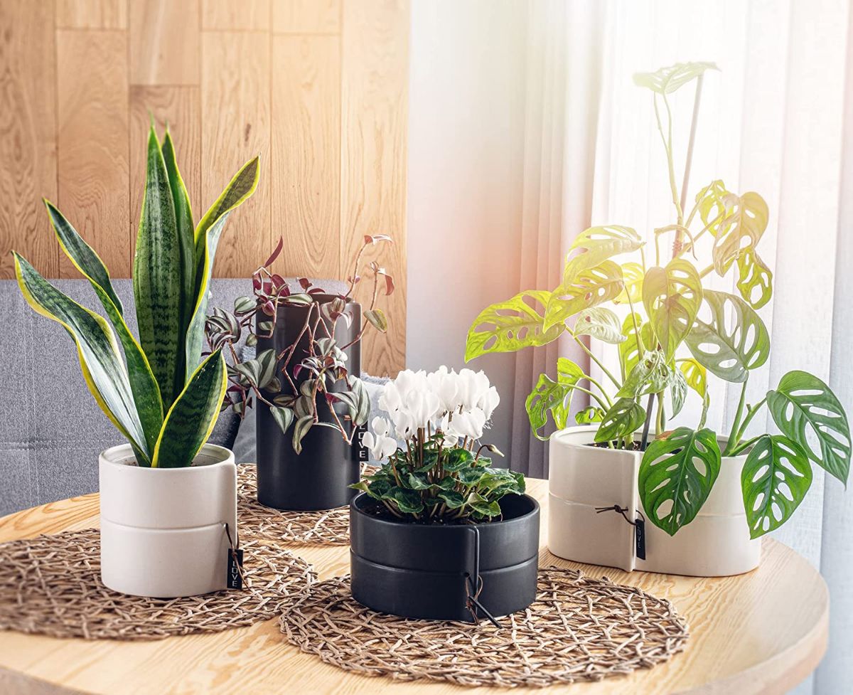 How to buy large ceramic planters