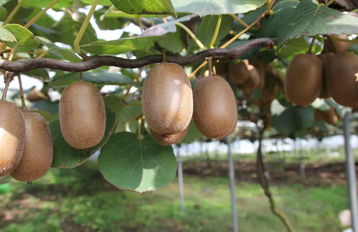 How and when should kiwis be pruned?