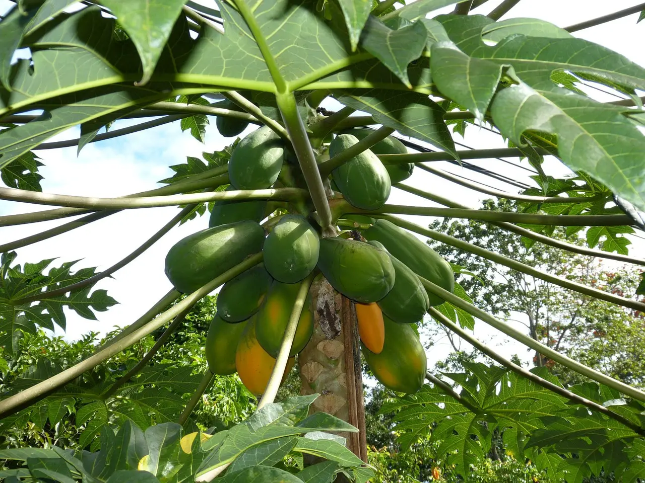 How to plant papaya: How to do it, when and how long it takes to grow