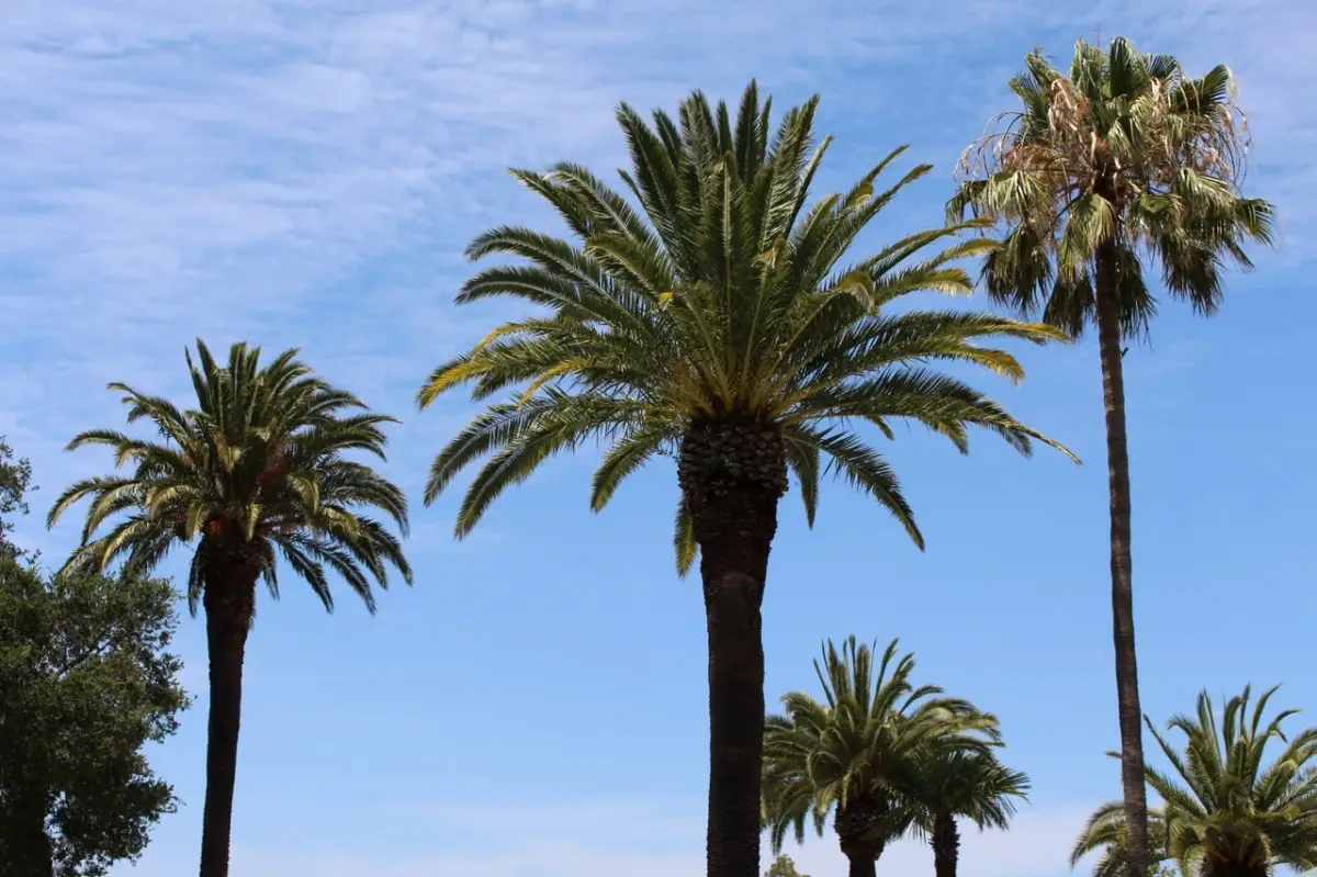 Why are palm trees not trees? 8 differences