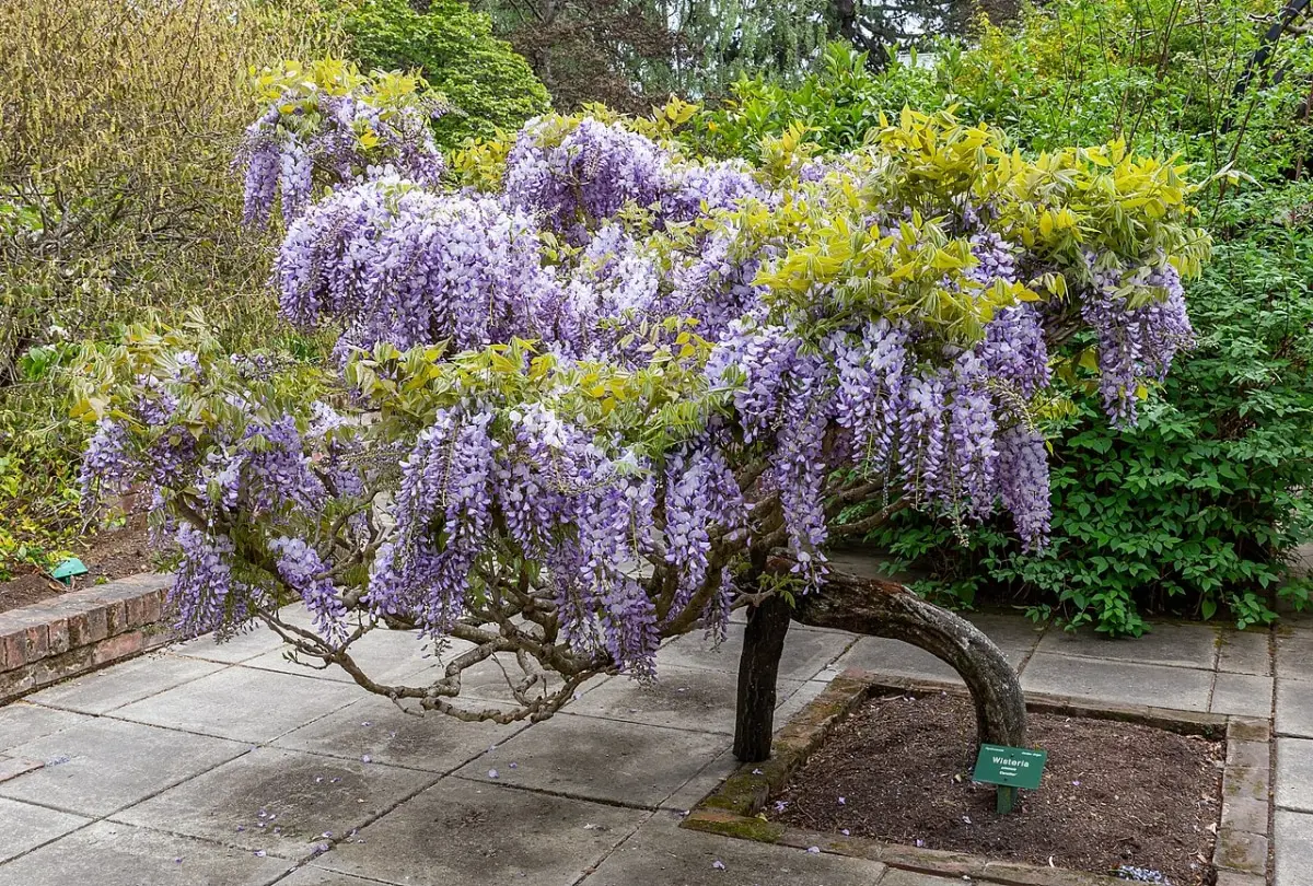 When and how is wisteria pruned?