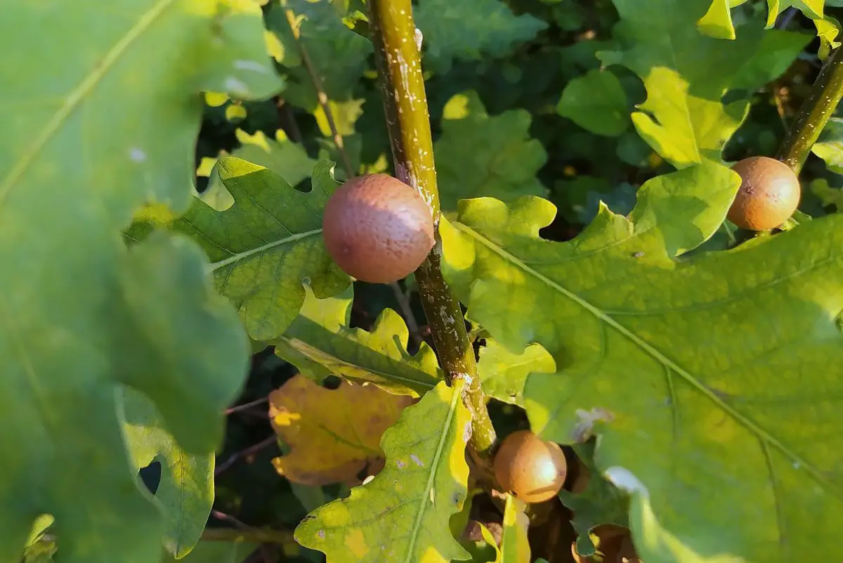 What are oak galls? | Gardening On