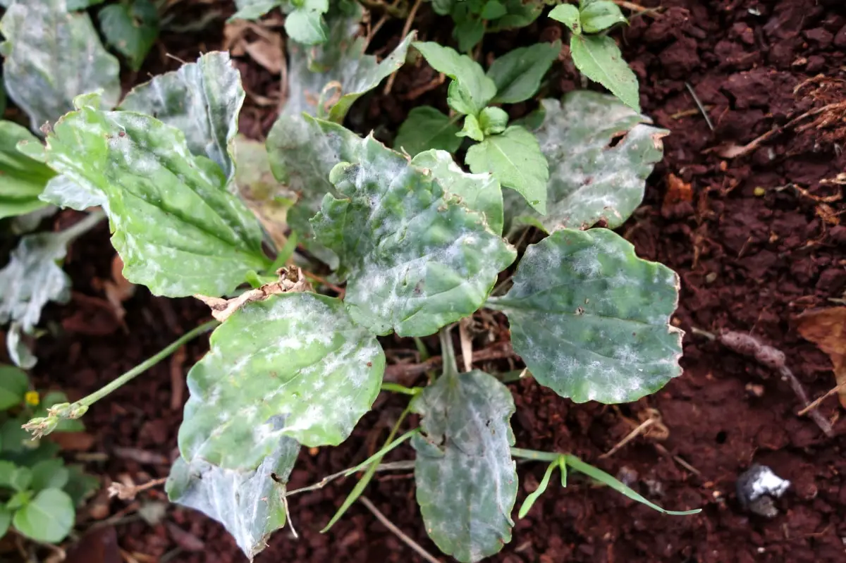 How is rose mildew detected and treated?