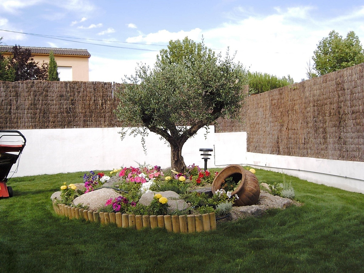 When to prune an ornamental olive tree: the best advice