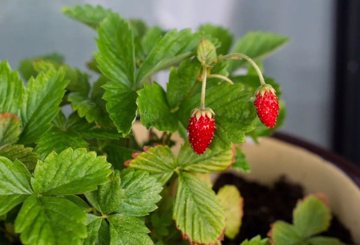 Do climbing strawberries exist? | Gardening On