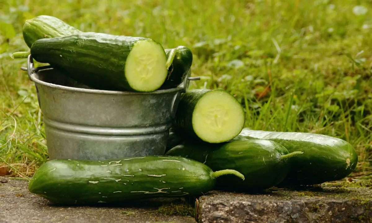 Curiosities of the cucumber | Gardening On