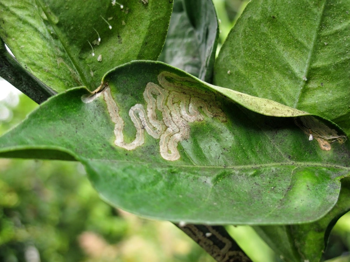 Citrus leaf miner: characteristics and how to treat it