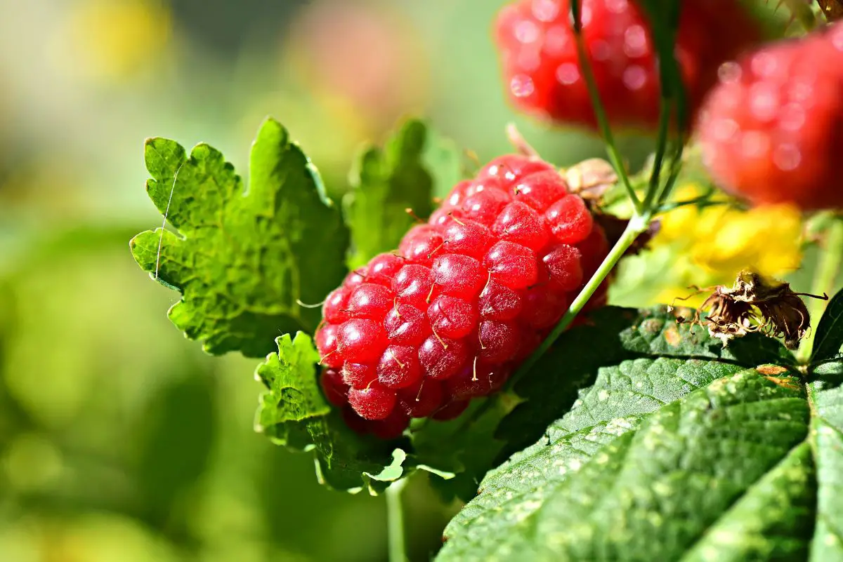Potted Raspberry Plant Care | Gardening On